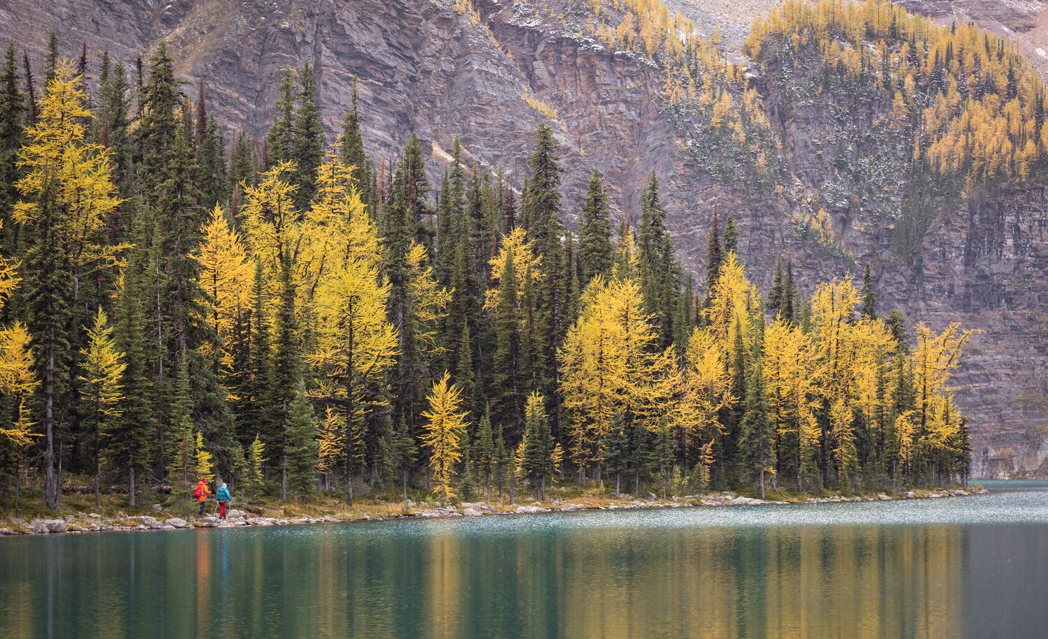 Larch trees across the water at Taylor Lake.