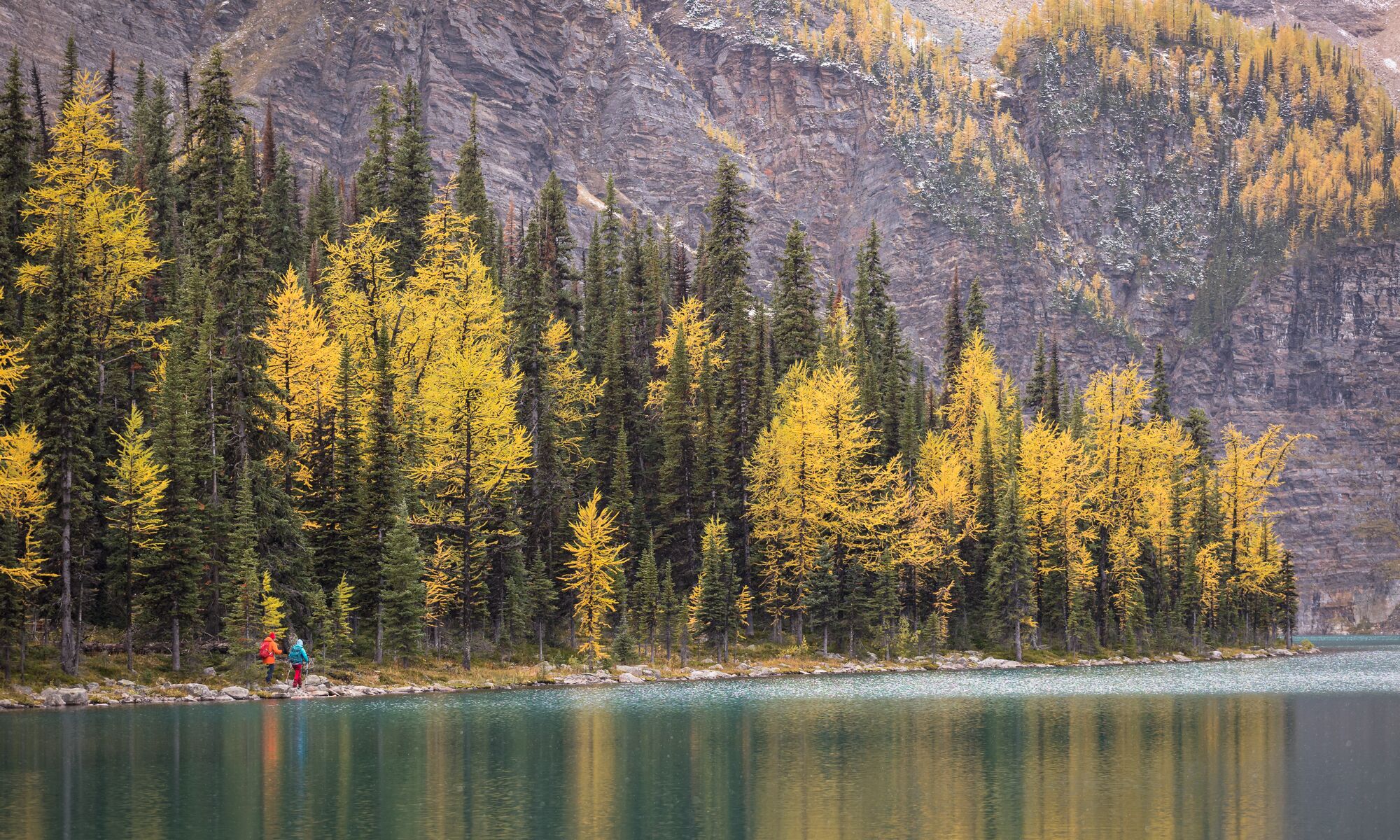 Larch trees across the water at Taylor Lake.