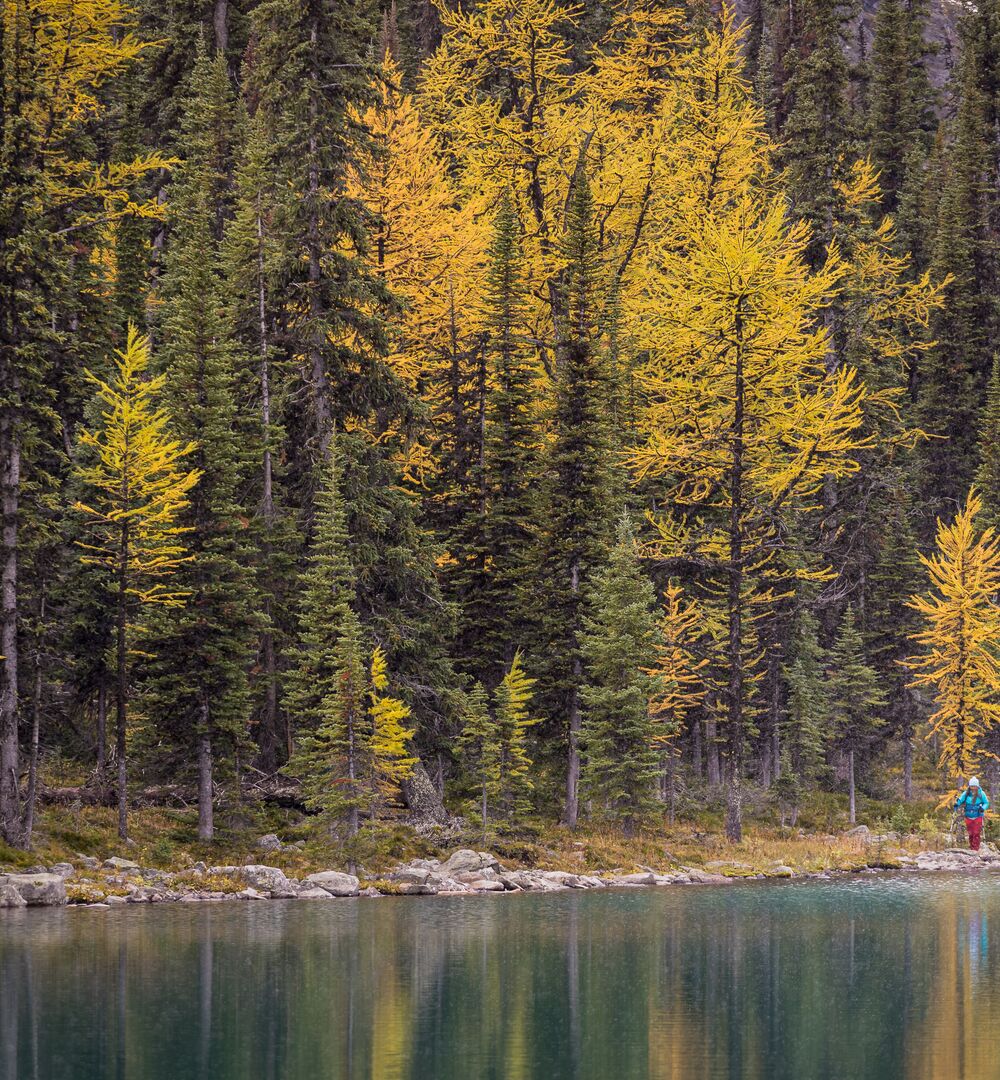 A man and woman hike alongside a lake with yellow larch trees and fresh snow on the mountains surrounding them