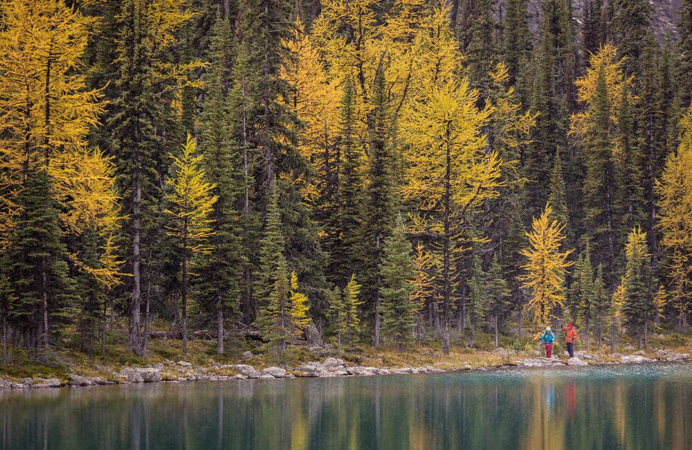 A man and woman hike alongside a lake with yellow larch trees and fresh snow on the mountains surrounding them