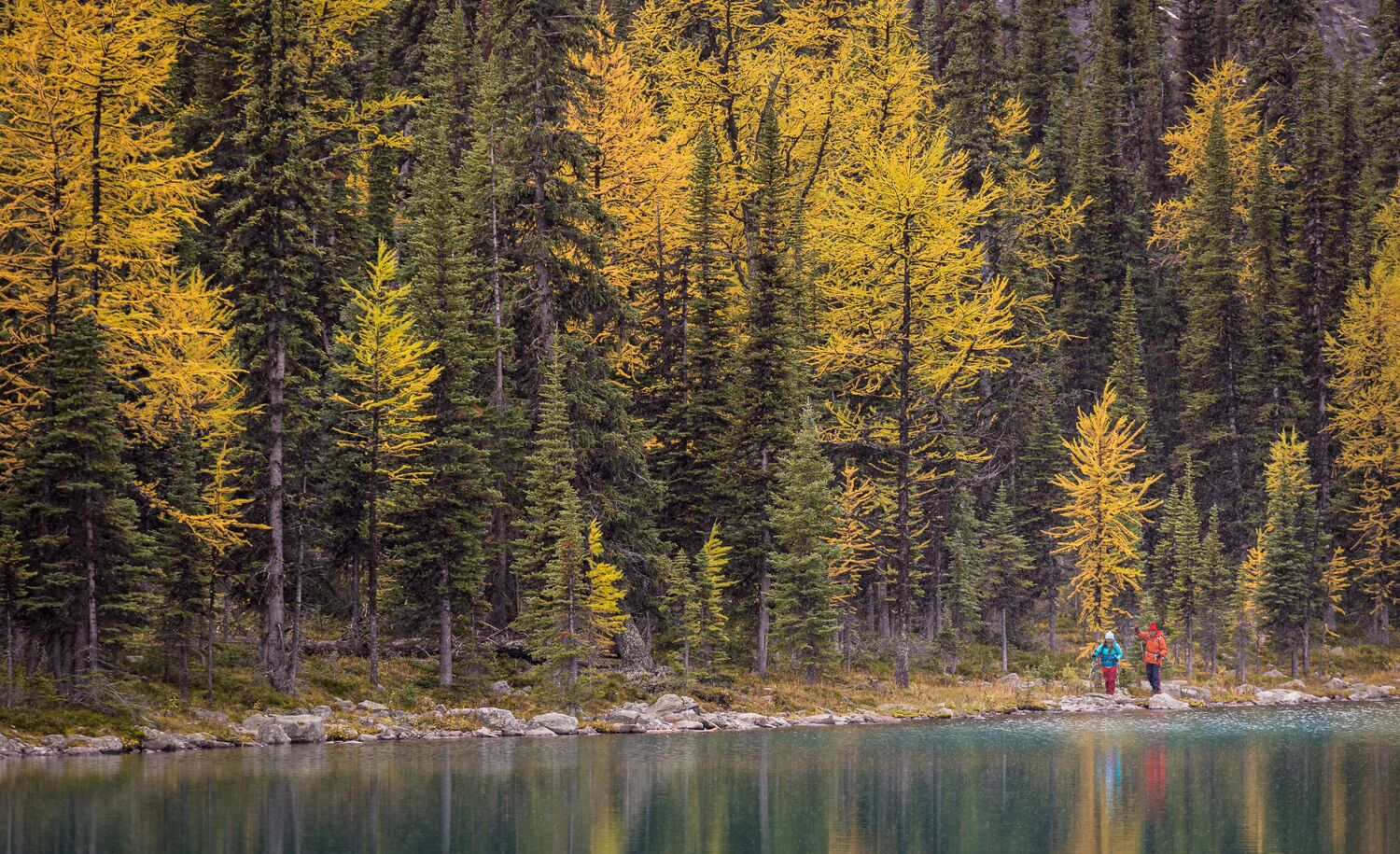 A man and woman hike alongside a lake with yellow larch trees and fresh snow on the mountains surrounding them