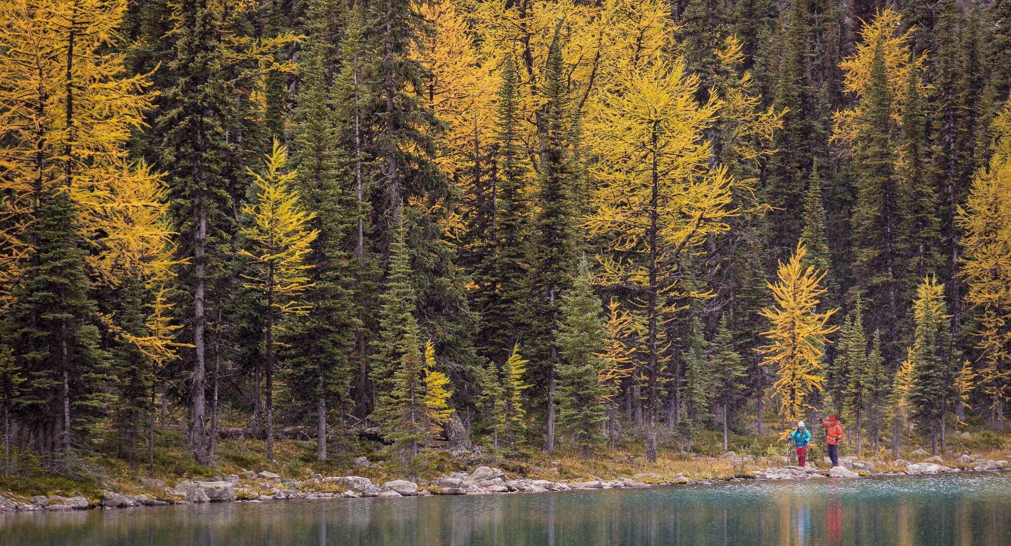 A man and woman hike alongside a lake with yellow larch trees and fresh snow on the mountains surrounding them