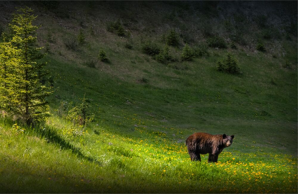A Bear enjoys a sunny meadow in Banff National Park