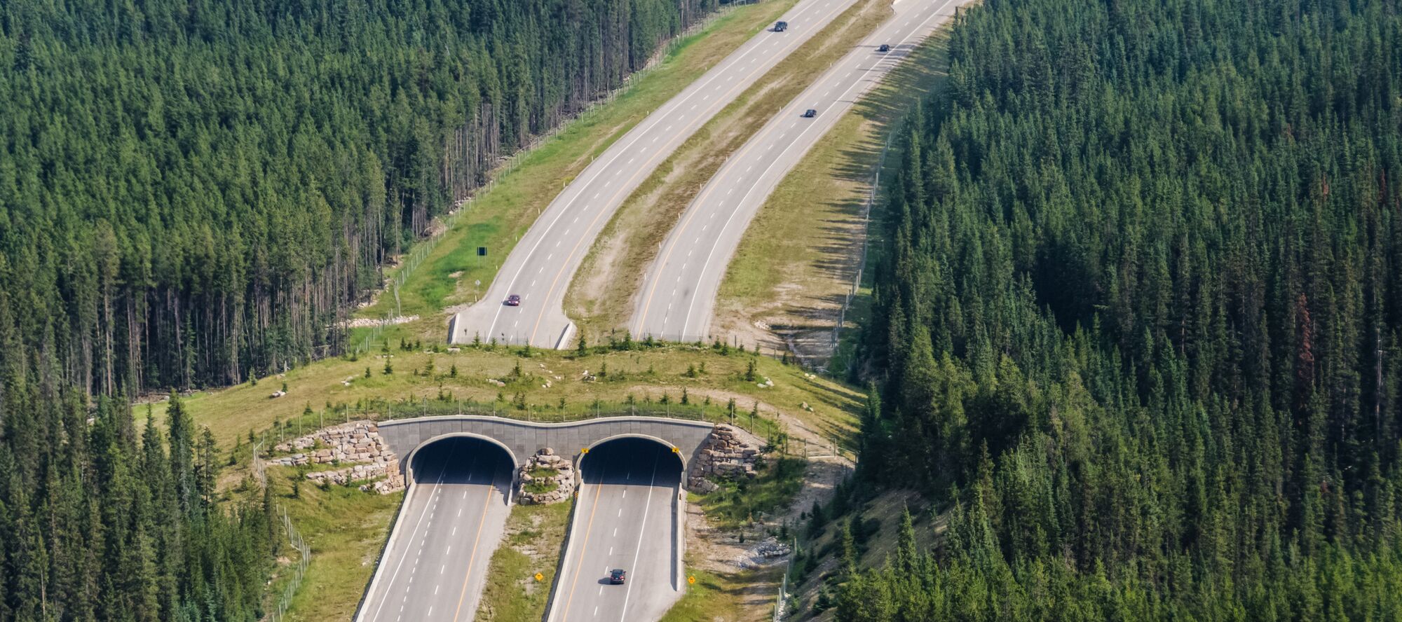 An aerial photo of a wildlife overpass stretching across a highway in Banff National Park