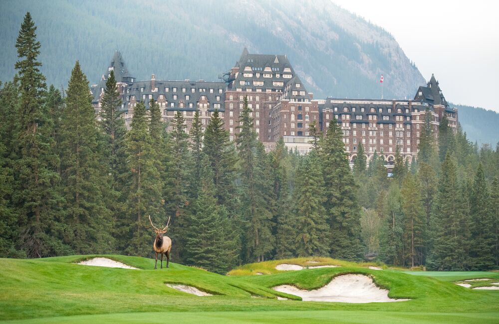 A bull elk on the golf course at the Fairmont Banff Springs