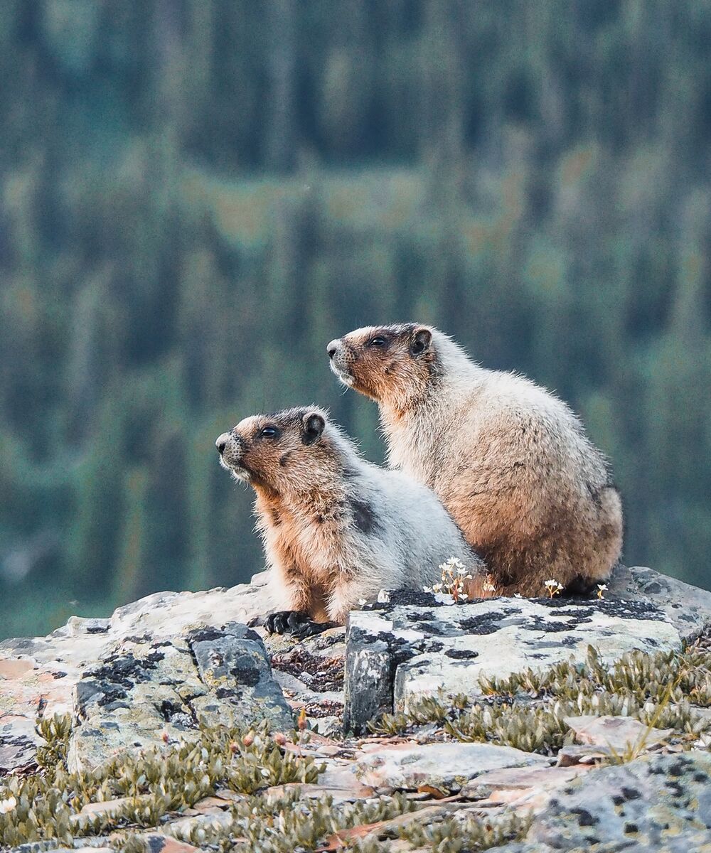 Two marmots on a ridge at sunset with trees in the background