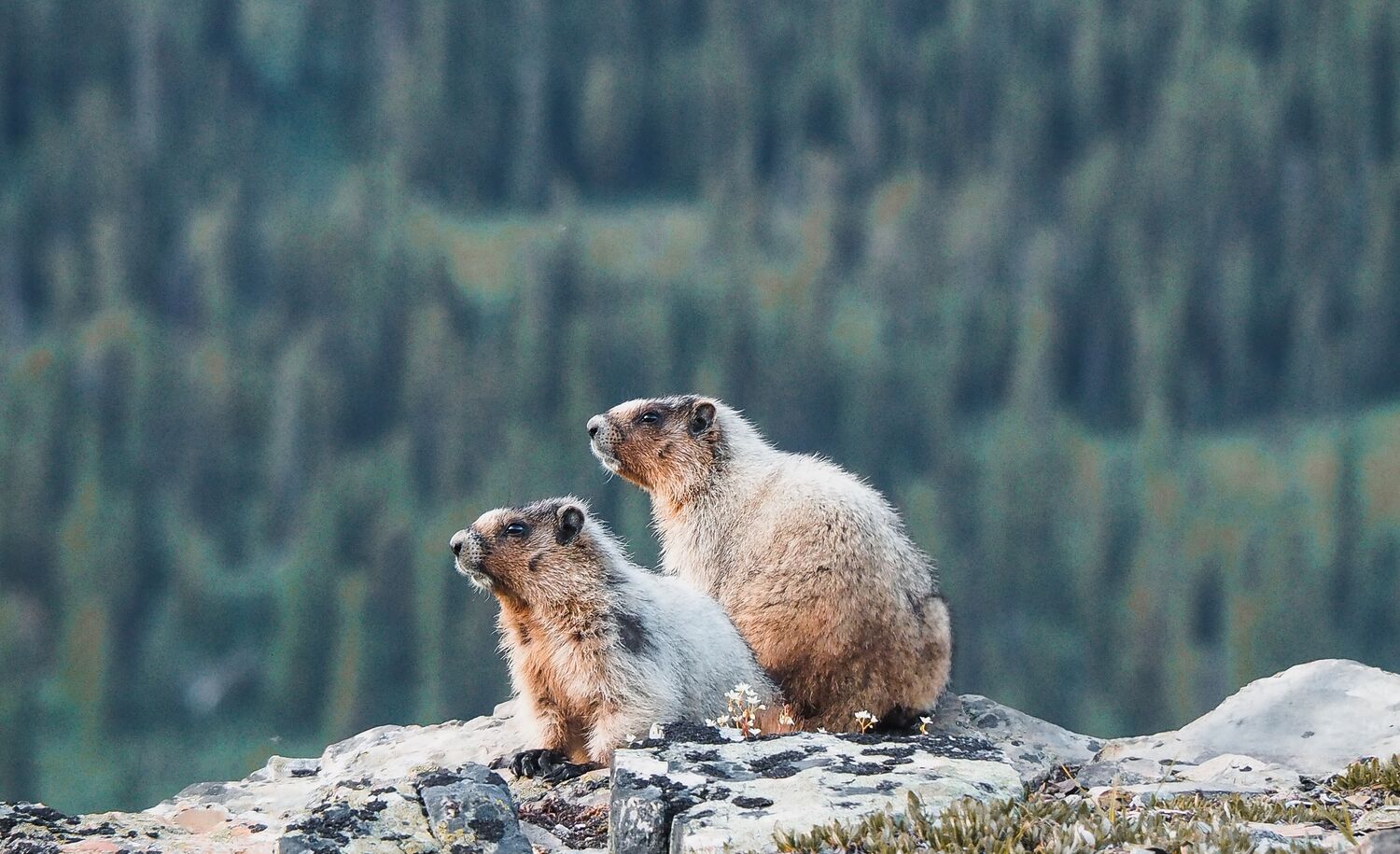 Wildlife in Banff National Park