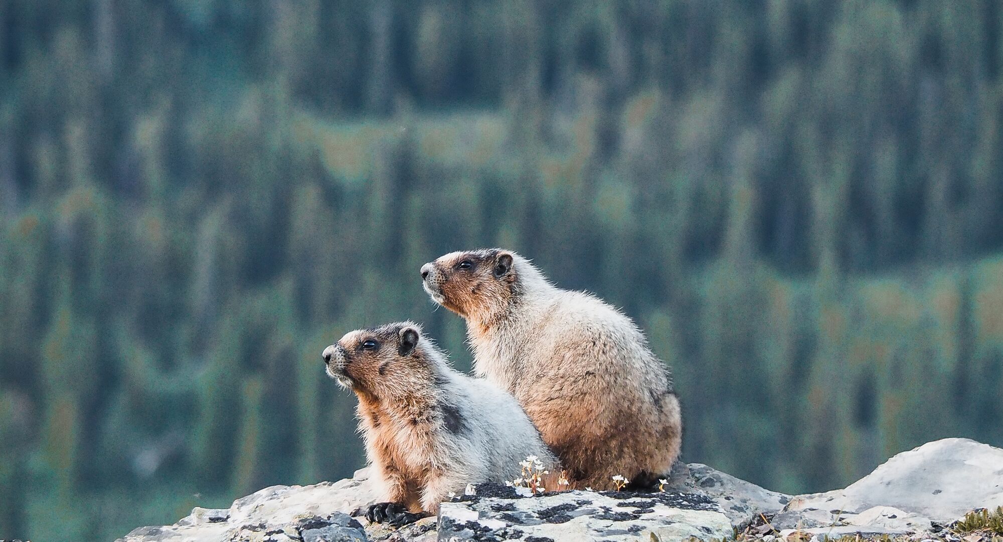 Two marmots on a ridge at sunset with trees in the background