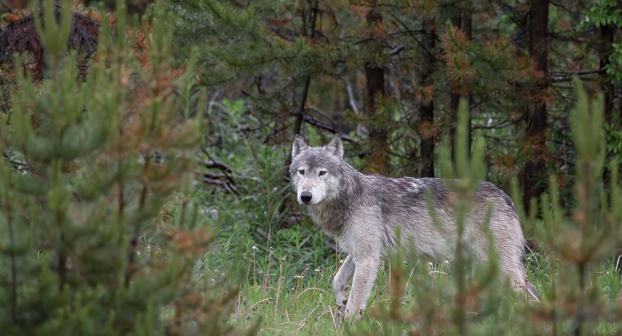 A wolf walks through the forest and looks at the camera in Banff National Park.