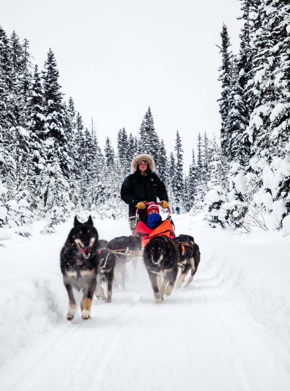 Dog sleds rip down the track in Lake Louise in Banff National Park.