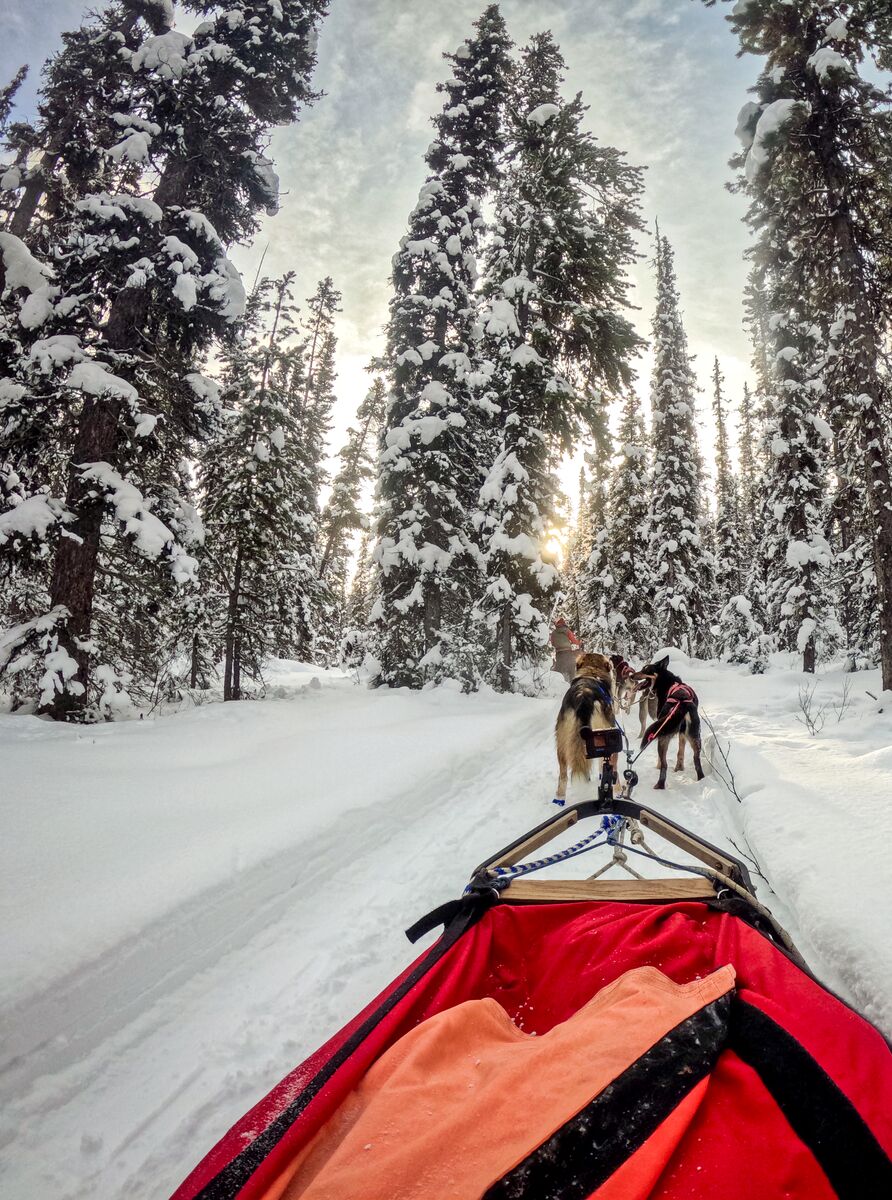 An FPV image of riding in a dog sled in a snowy forest in Banff National Park.