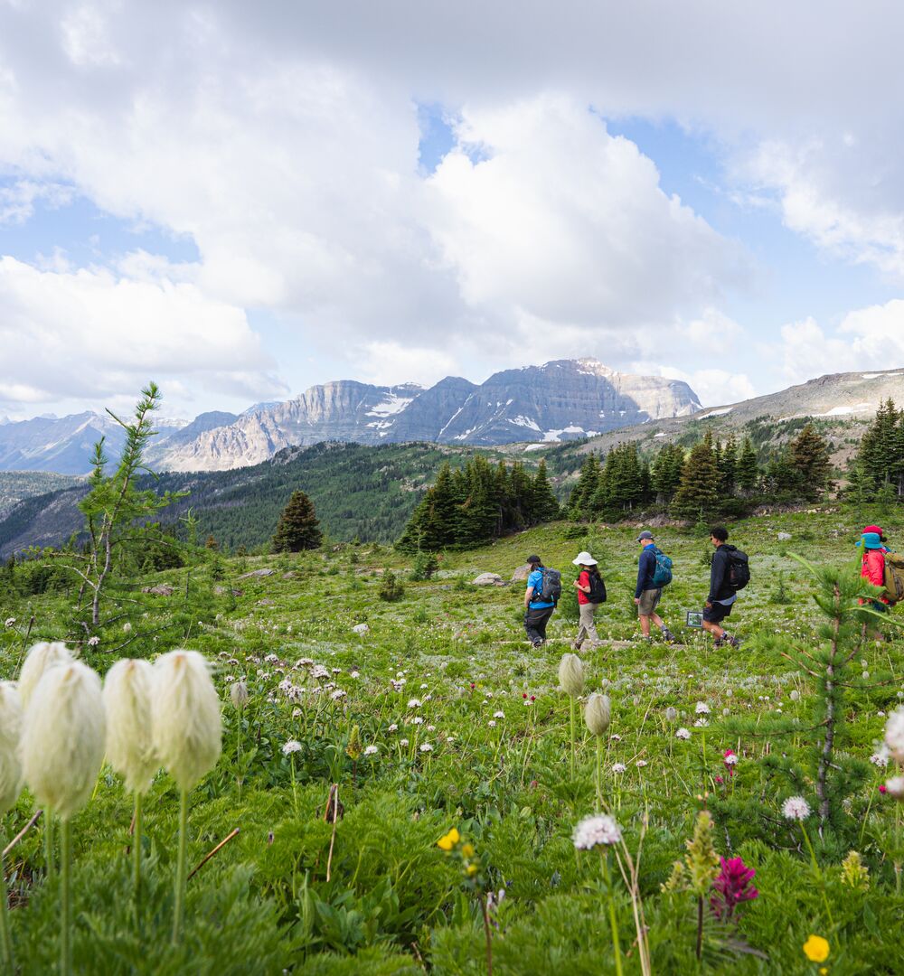 People hike through Sunshine Meadows with wildflowers in the foreground and mountains in the background near Banff National Park.