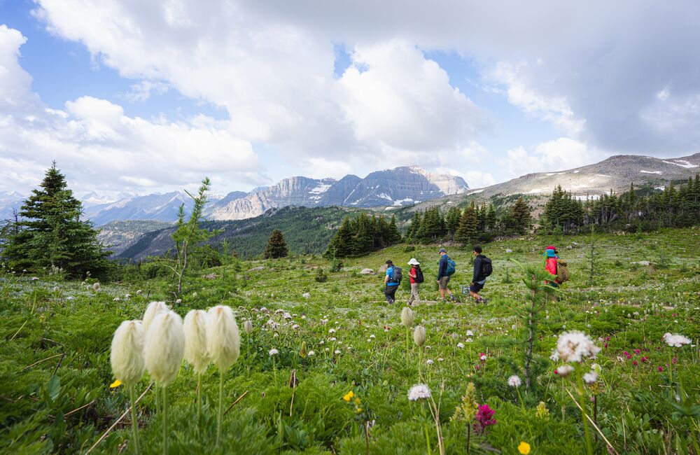 People hike through Sunshine Meadows with wildflowers in the foreground and mountains in the background near Banff National Park.