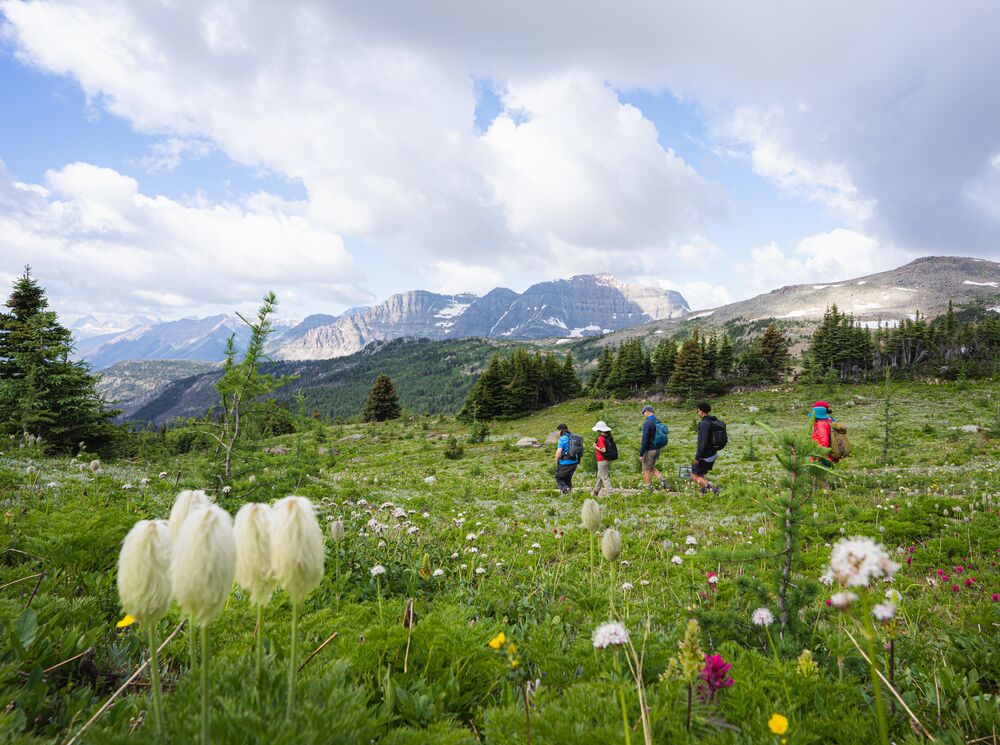Wildflowers at Sunshine Meadows with hikers in the background near Banff National Park.
