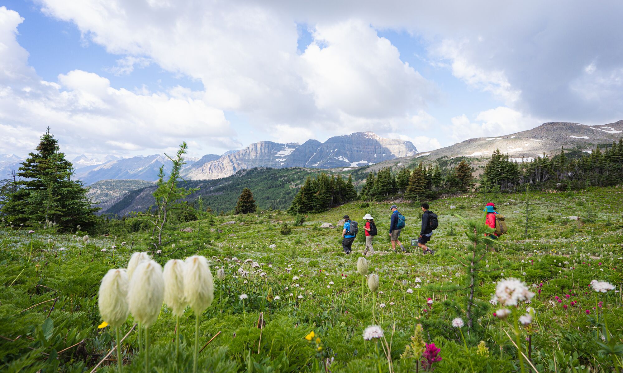 Wildflowers at Sunshine Meadows with hikers in the background near Banff National Park.