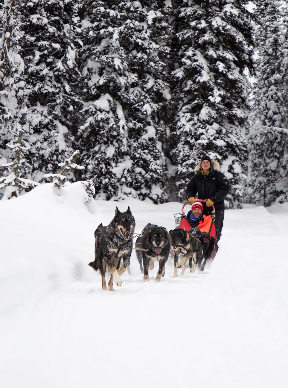 People go dog sledding in the trees in Lake Louise in Banff National Park.
