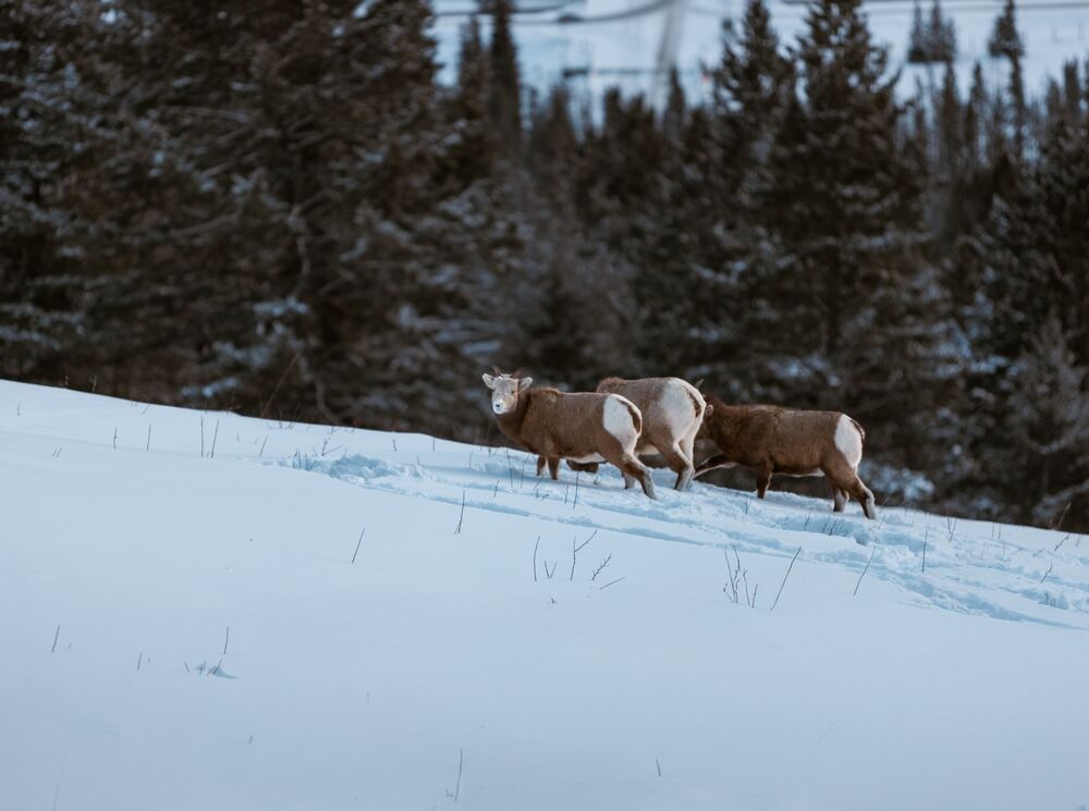 Three big horn sheep in the winter on Mount Norquay in Banff National Park