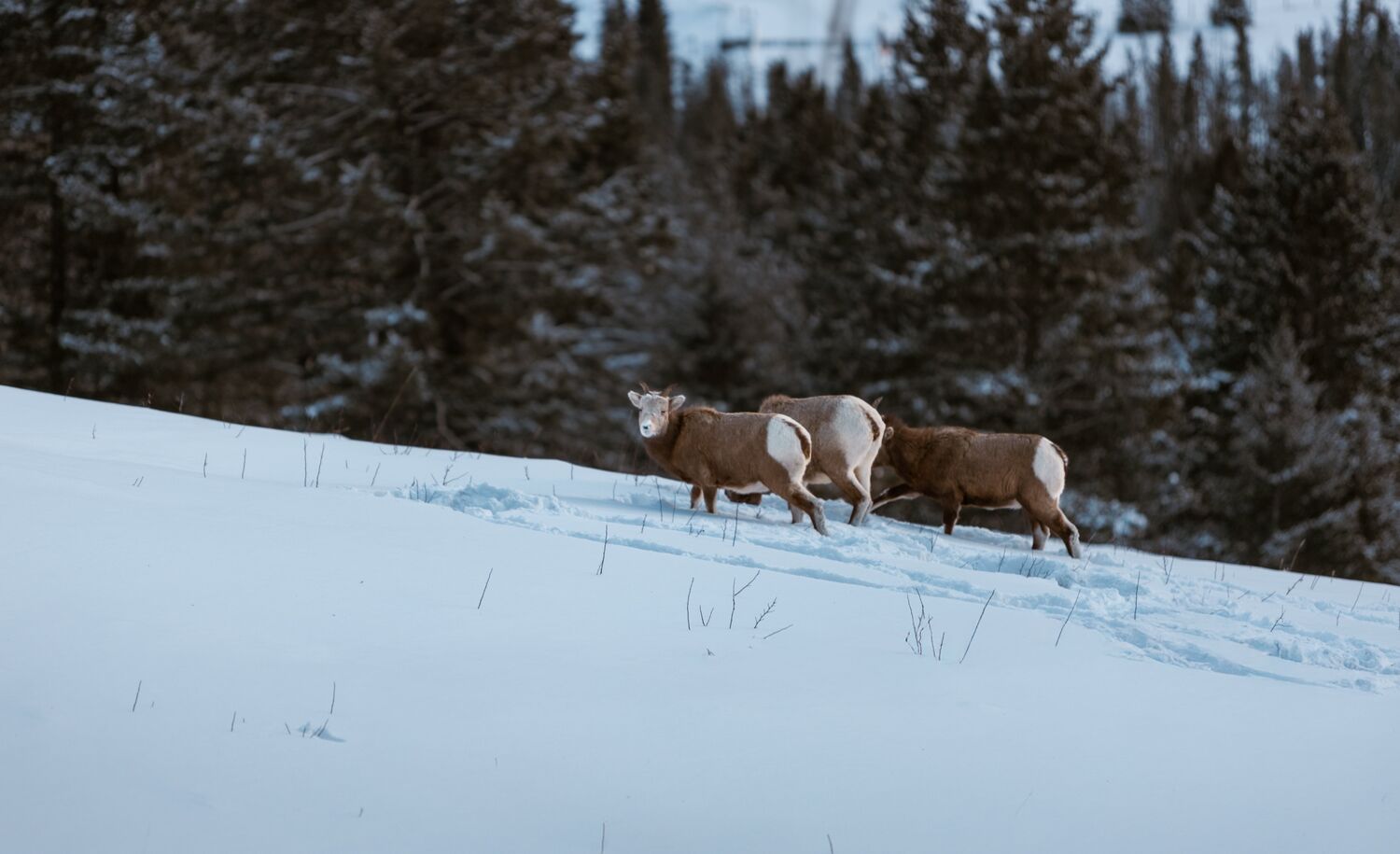 Three big horn sheep in the winter on Mount Norquay in Banff National Park