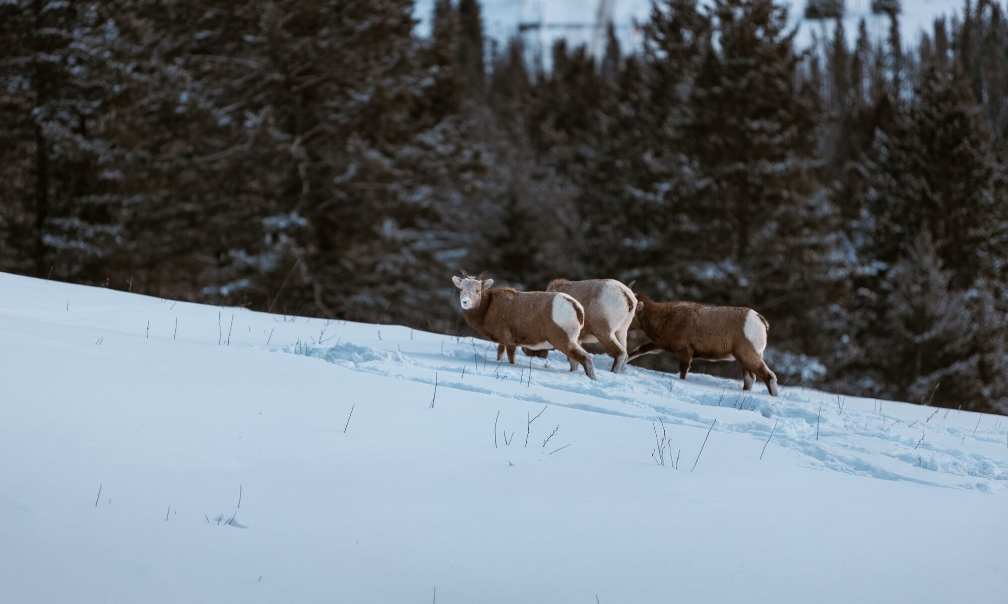 Three big horn sheep in the winter on Mount Norquay in Banff National Park