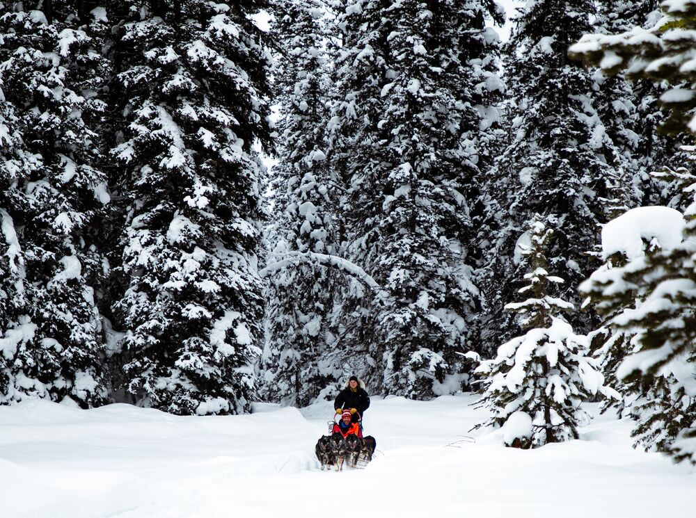 A dog sled goes through snowy trees near Banff National Park.
