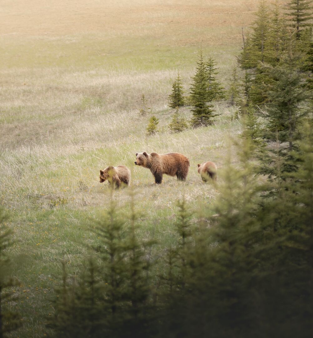 A mumma bear and ehr two cubs in a field as seen from a vehicle on a guided wildlife tour.