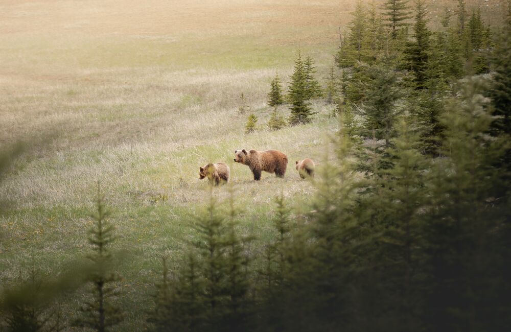 A mumma bear and ehr two cubs in a field as seen from a vehicle on a guided wildlife tour.