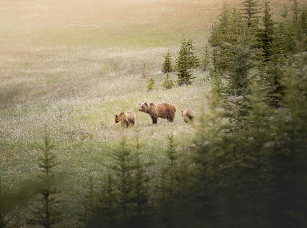 A mumma bear and ehr two cubs in a field as seen from a vehicle on a guided wildlife tour.