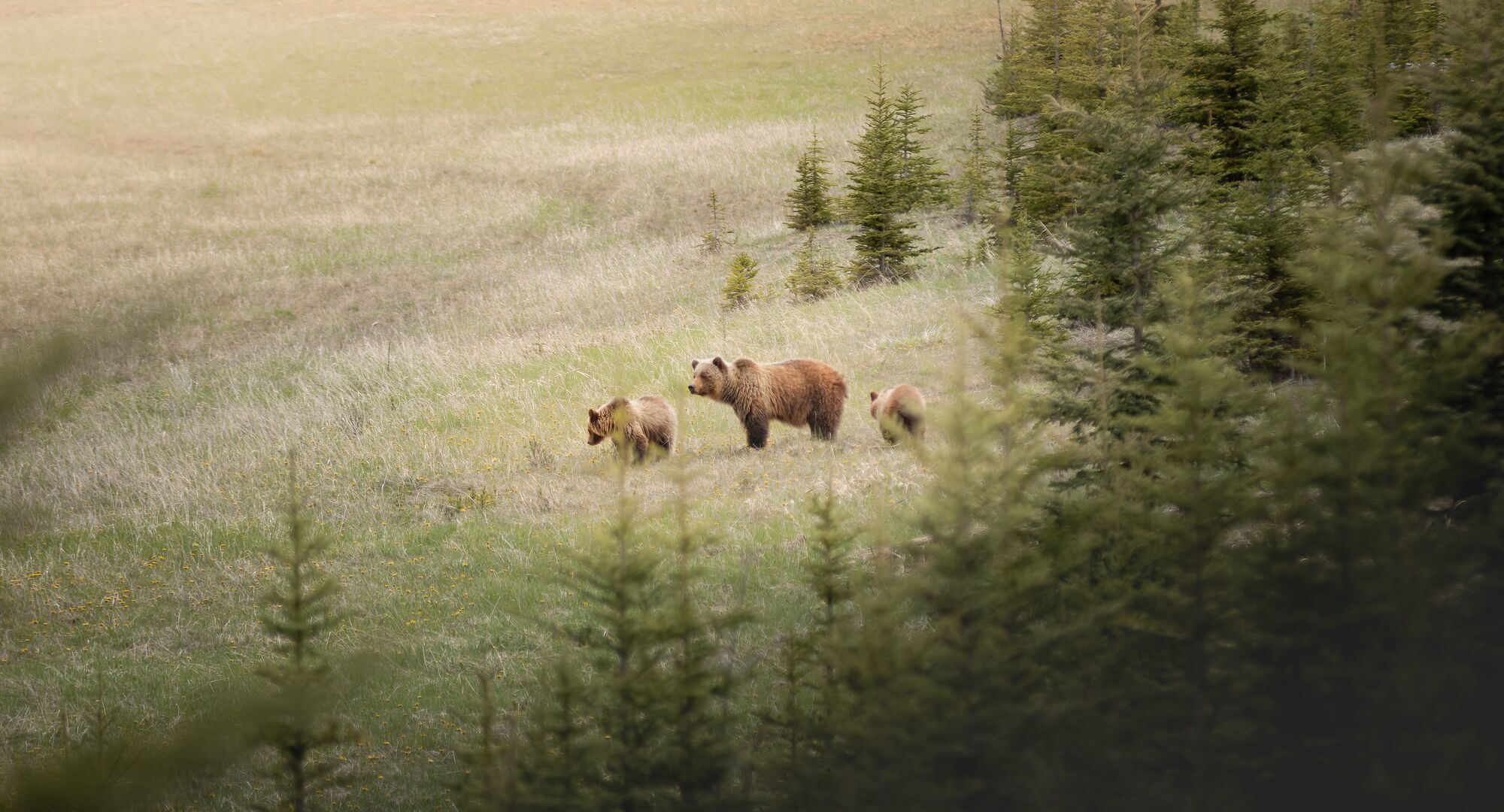 A mumma bear and ehr two cubs in a field as seen from a vehicle on a guided wildlife tour.