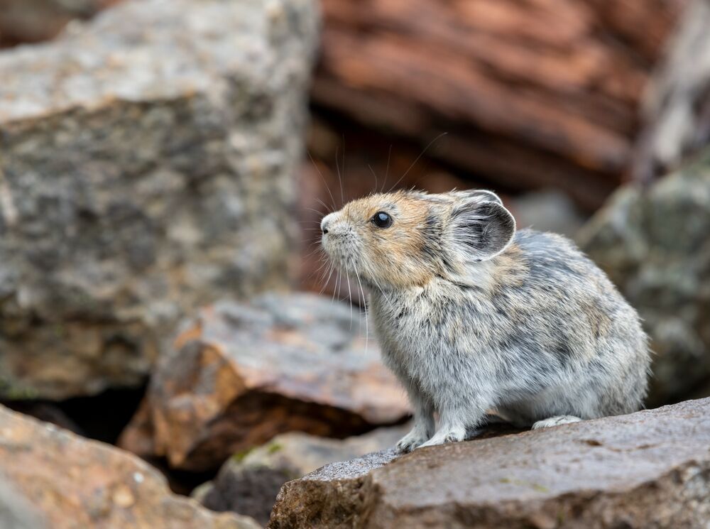 A pica sits on a rock in Banff National Park.