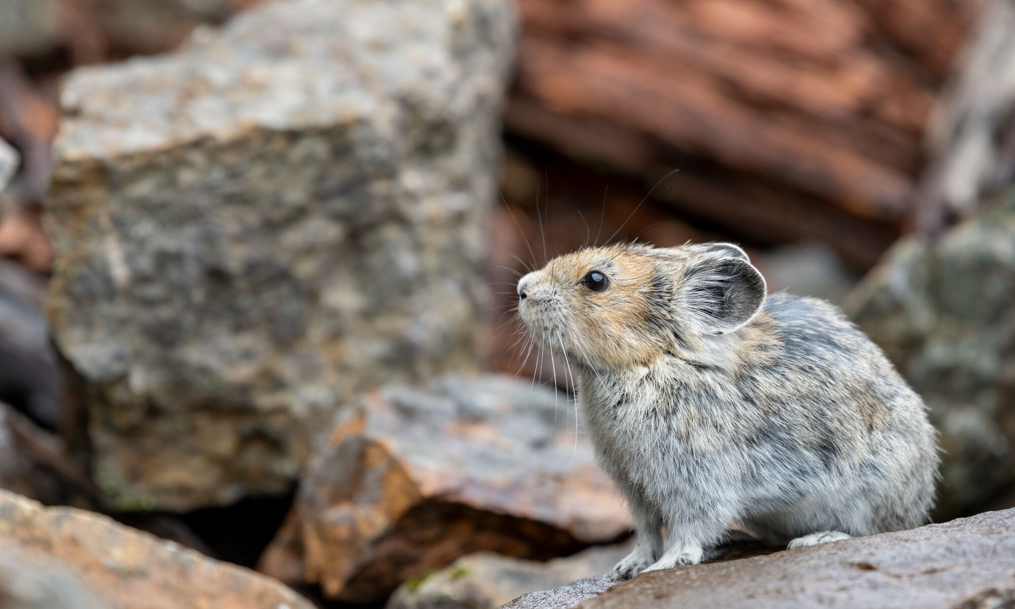 A pica sits on a rock in Banff National Park.
