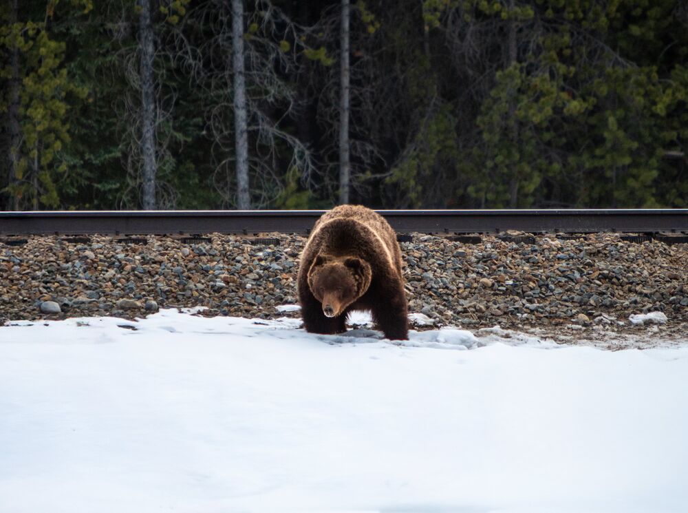 A grizzly bear in Banff National Park