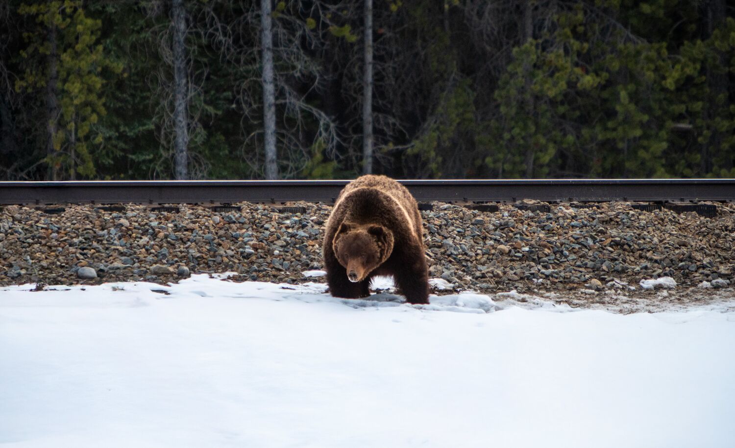 A grizzly bear in Banff National Park