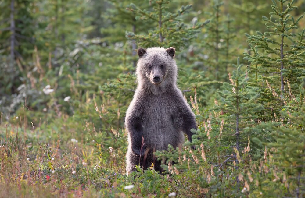 Grizzly bear cub standing on its hind legs in a field.