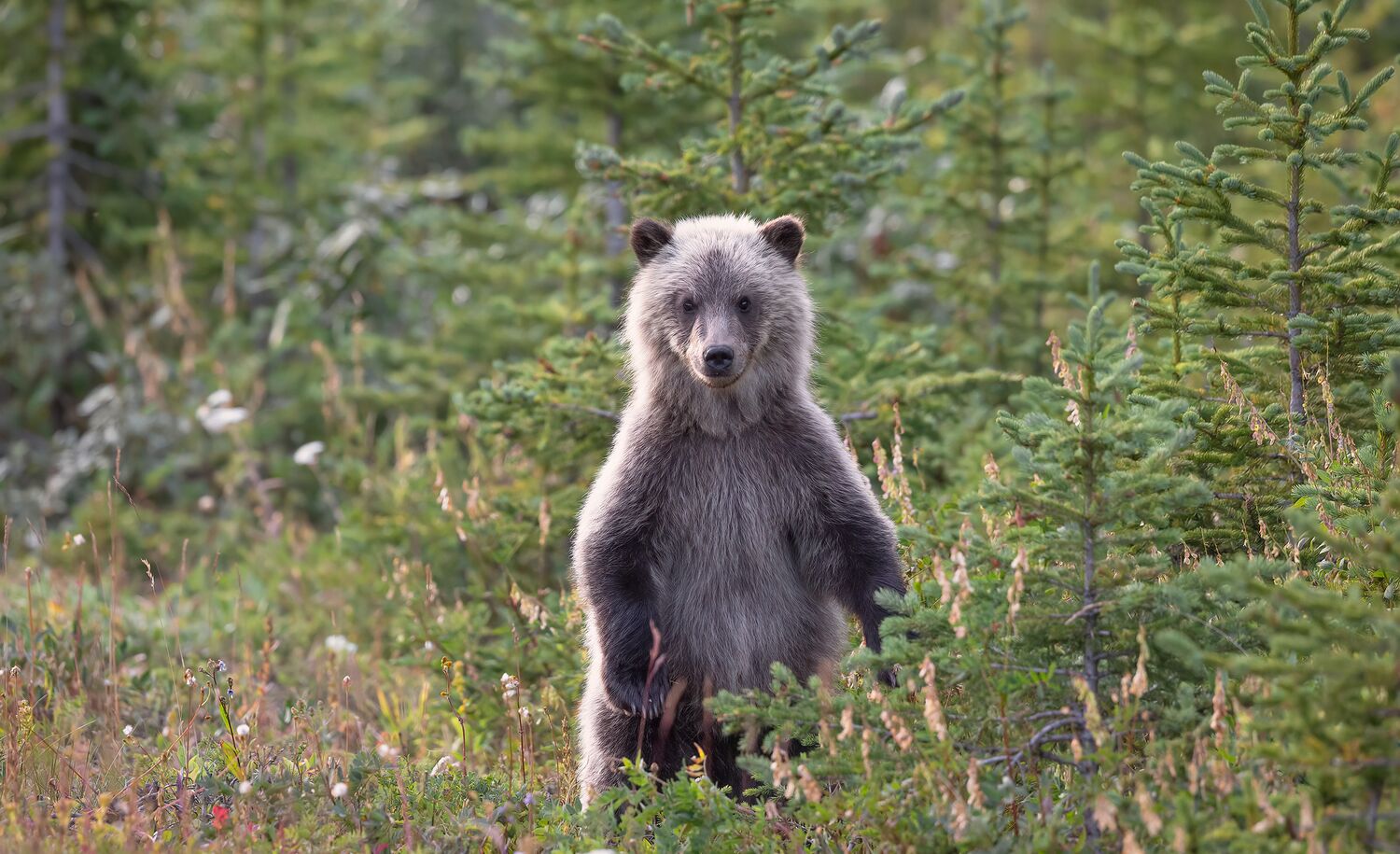 Grizzly bear cub standing on its hind legs in a field.