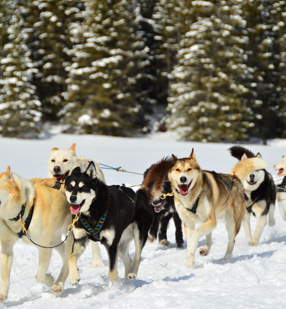 Excited people on a dog sled ride in Kananaskis with Snowy Owl Dog Sled Tours