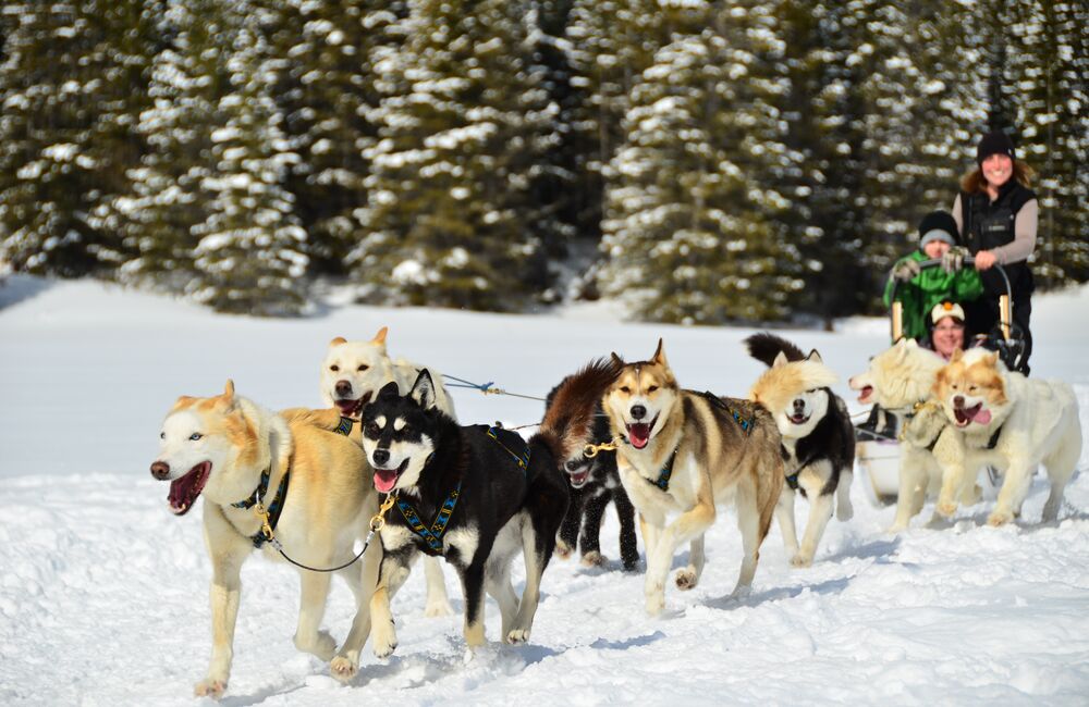 Excited people on a dog sled ride in Kananaskis with Snowy Owl Dog Sled Tours