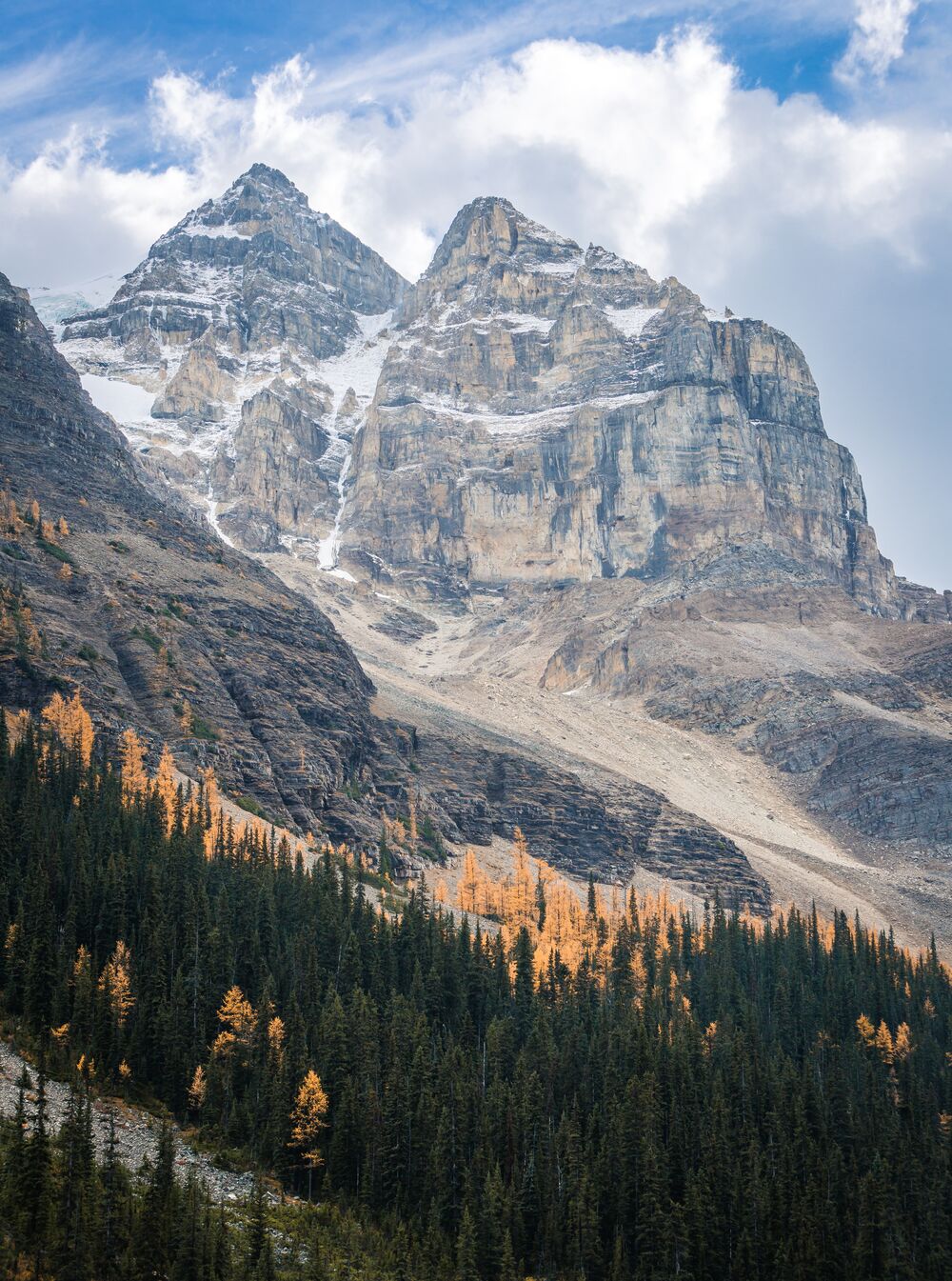 Larch trees at Lake Louise with a mountain in the background in Banff National Park.