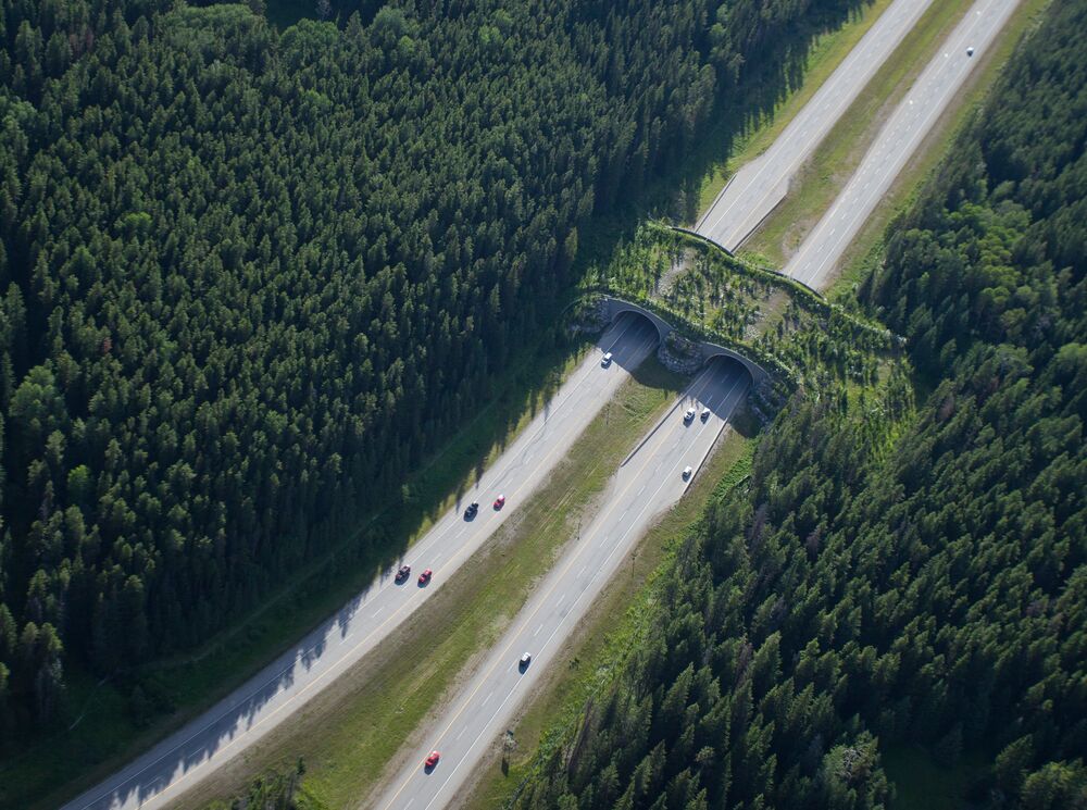 Aerial view of Highway 1 in Banff National Park