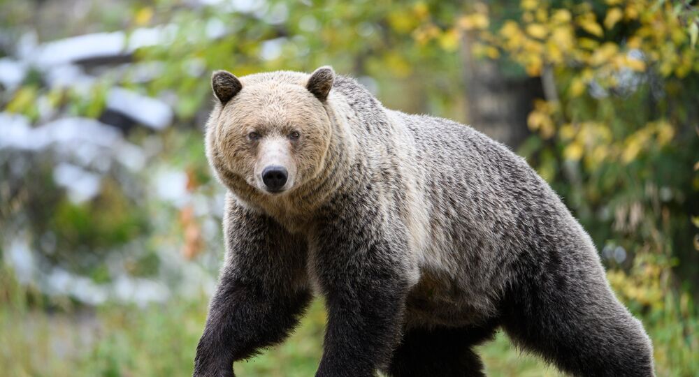 Big Standing Brown Bear On Mountain Top Animal / Wildlife / Nature