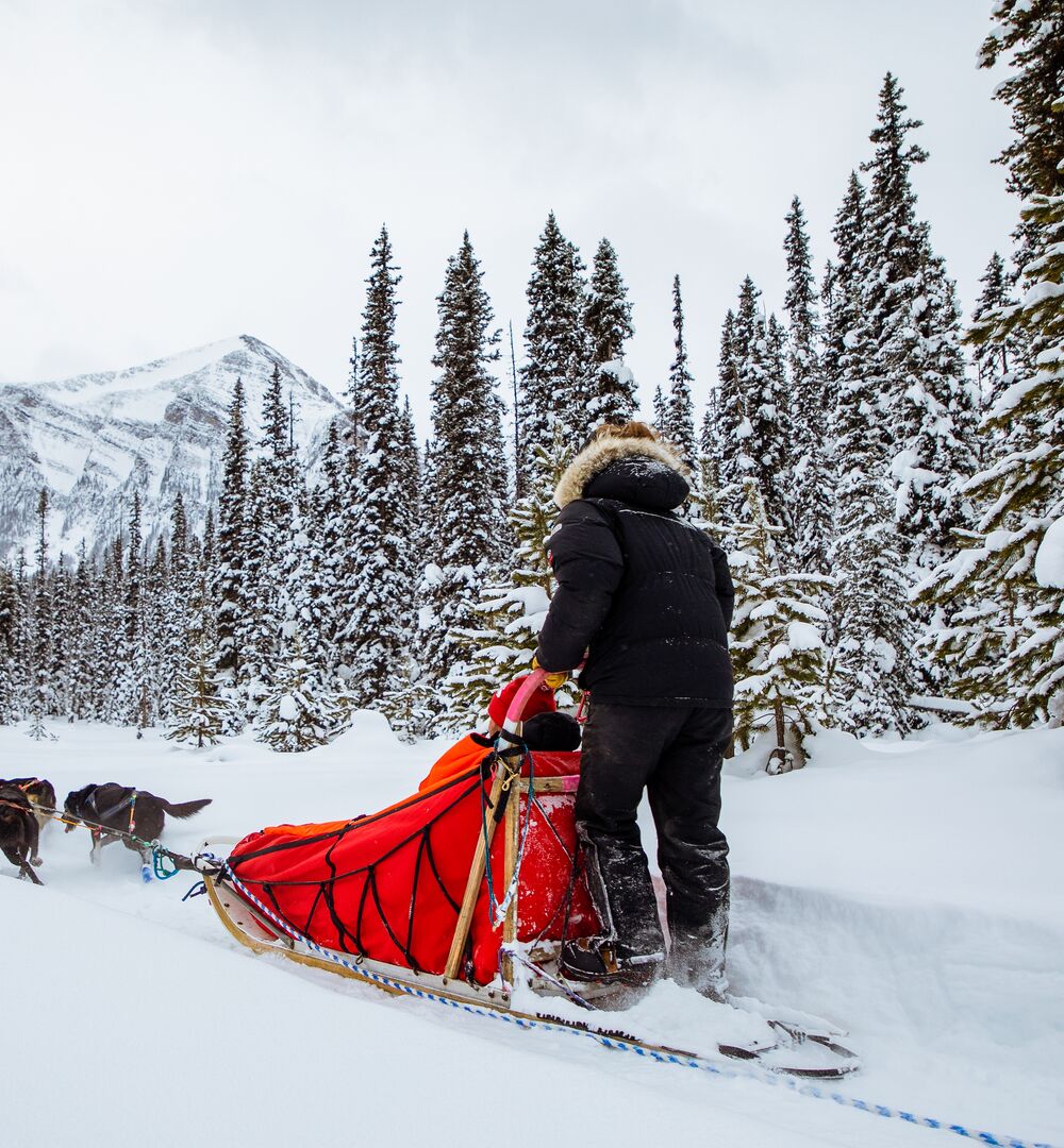 People enjoying a dog sled ride on a snowy trail in Lake Louise with Kingmik Dog Sled Tours
