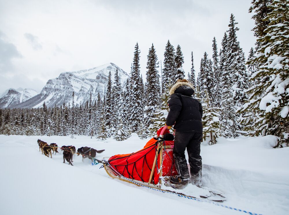 People enjoying a dog sled ride on a snowy trail in Lake Louise with Kingmik Dog Sled Tours