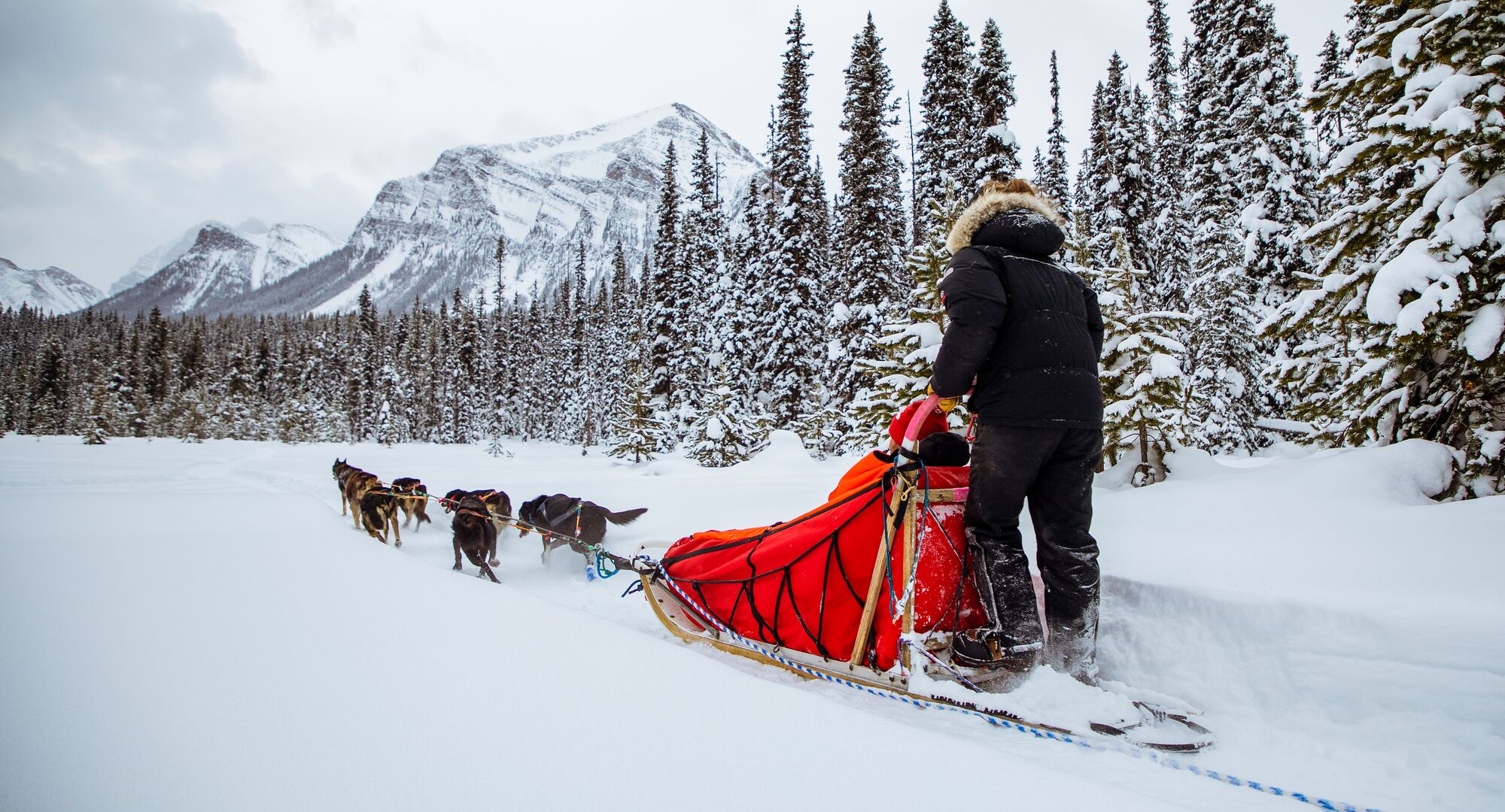 People enjoying a dog sled ride on a snowy trail in Lake Louise with Kingmik Dog Sled Tours