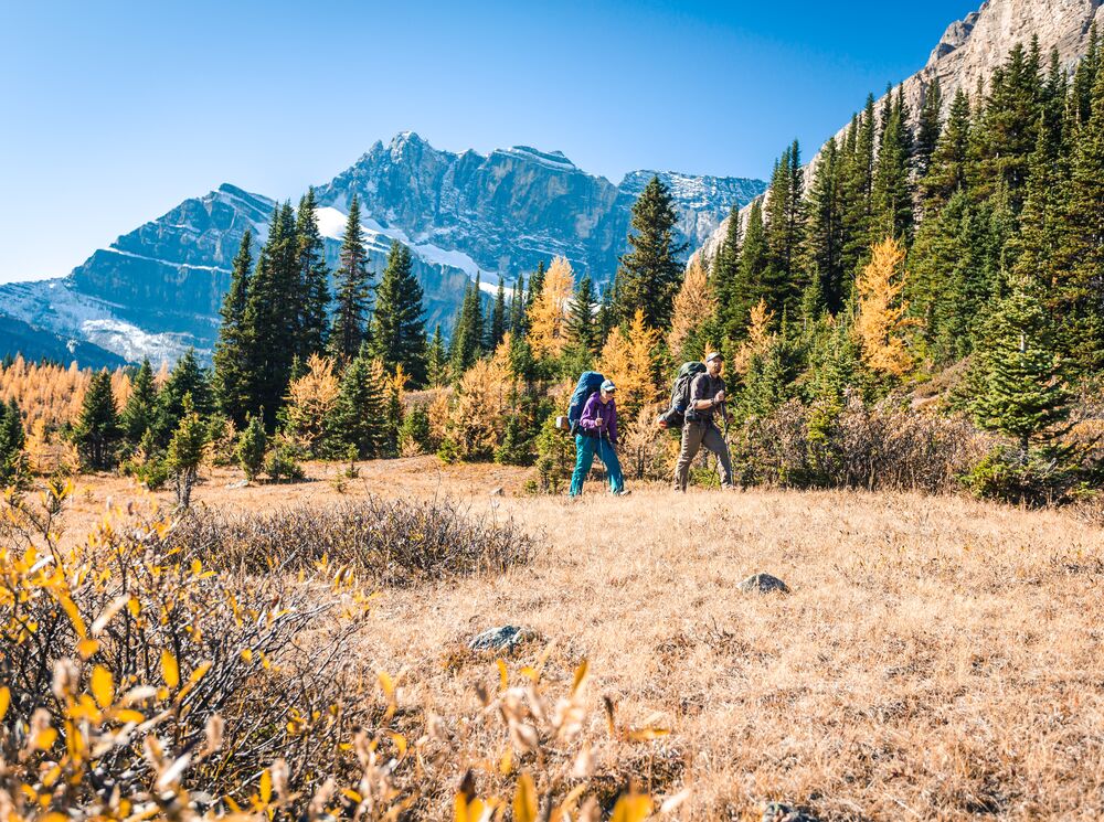 Two people hiking in the larch trees in the Skoki Valley.